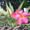 フラワーショップ「Orchid(オーキッド)」 フラワーショップ「Orchid(オーキッド)」